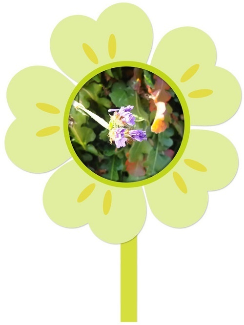 紫花.jpg