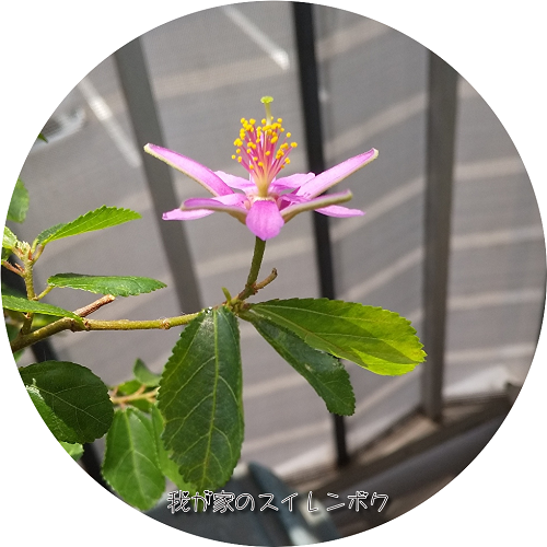 SSnrFefAFsR_K4r1559631169_1559631254.png