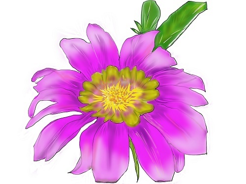 6月花ガザニア.jpg