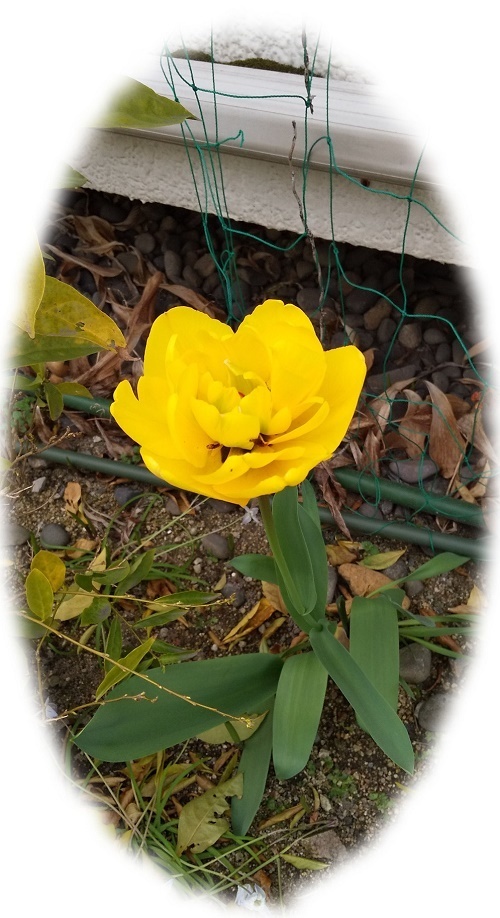DSC_0005.jpg