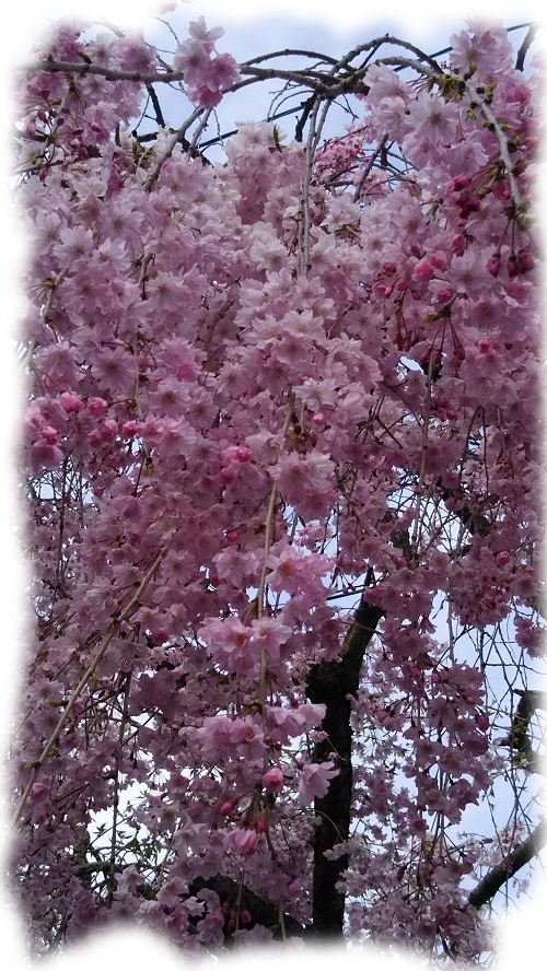 パソコン教室裏枝垂れ桜.jpg
