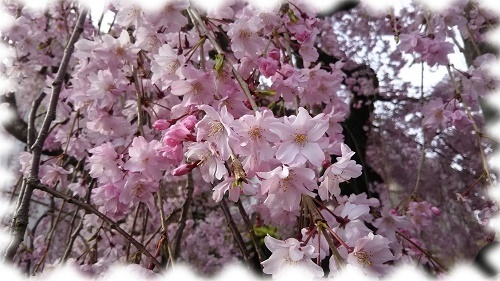 パソコン教室裏枝垂桜4丁目.jpg