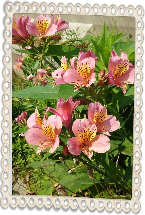 散歩道の花.jpg