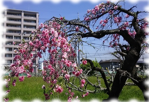 枝垂れ桜2.jpg