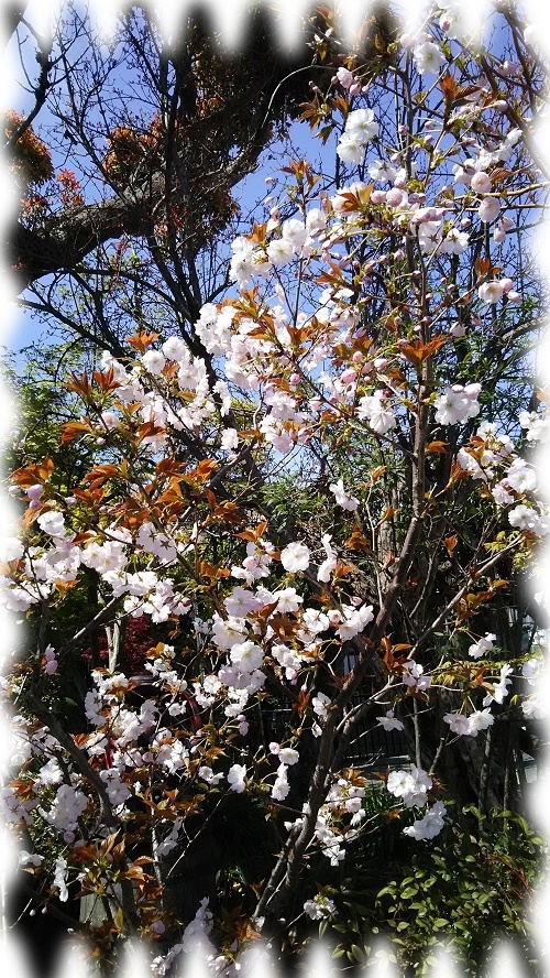 蔵八重桜2.jpg