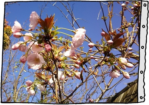 蔵八重桜4.jpg