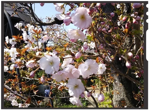 蔵八重桜1.jpg
