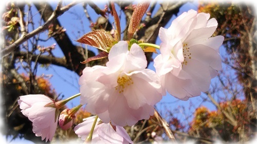 蔵八重桜3.jpg