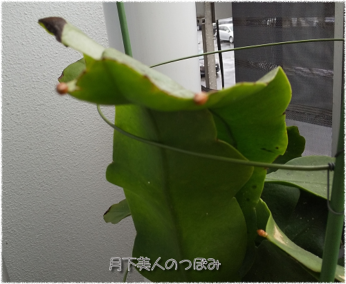 c_mto9PS6jbM8i51563508812_1563508881.png